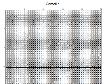 Stitching Jules Design Cross Stitch Pattern Camellia Winter Flower Full Coverage Counted Cross-Stitch Pattern (Digital Download)